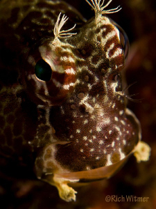 Happy!  This little blenny looks like he is having a grea... by Richard Witmer 